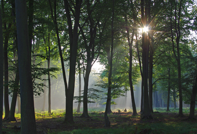 Forêt Normandie