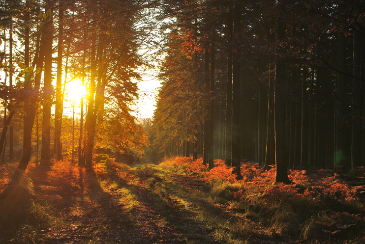 Histoire de la forêt normande