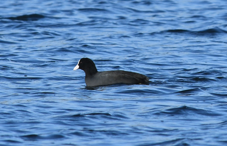 Bise glacée, vent... et Oiseaux