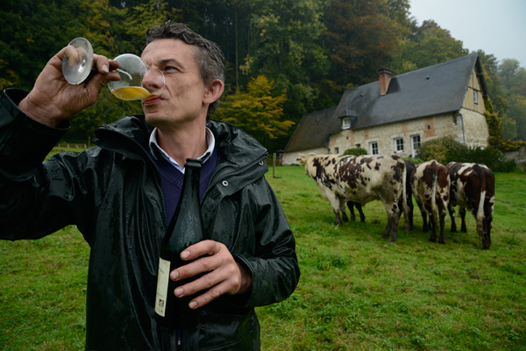 François-Xavier Craquelin élève ses bœufs au cidre