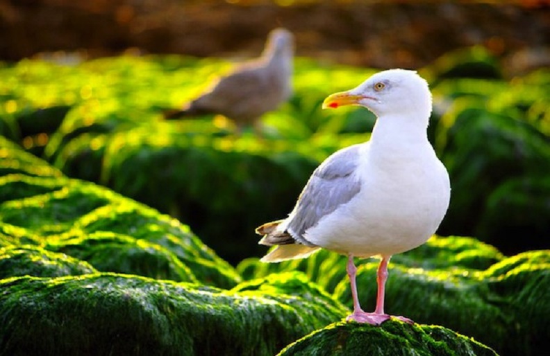 Les oiseaux du bord de mer en été