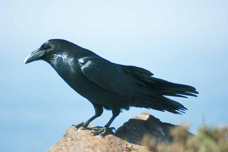 Le grand corbeau, hôte du Cotentin
