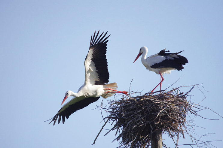 Le Groupe Ornithologique Normand