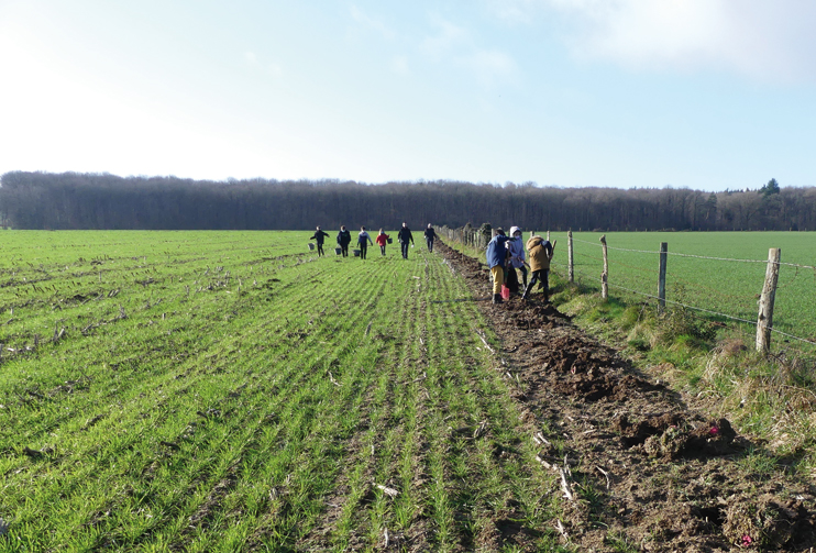 La (re)plantation de haies bocagères