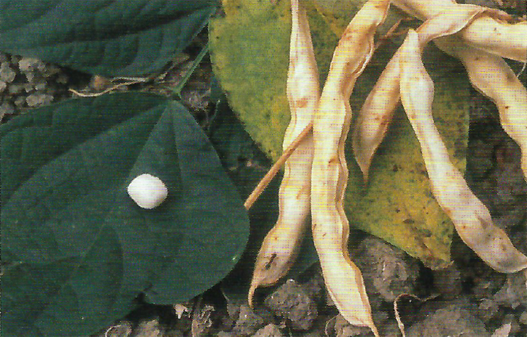 Plantes domestiquées en Normandie - Quelques haricots normands