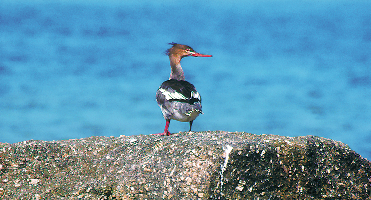 Saint-Vaast-la-Hougue - paradis des oiseaux piscivore