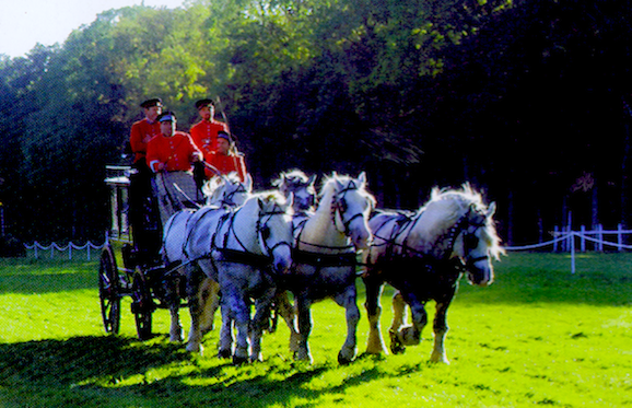 percherons haras du pin