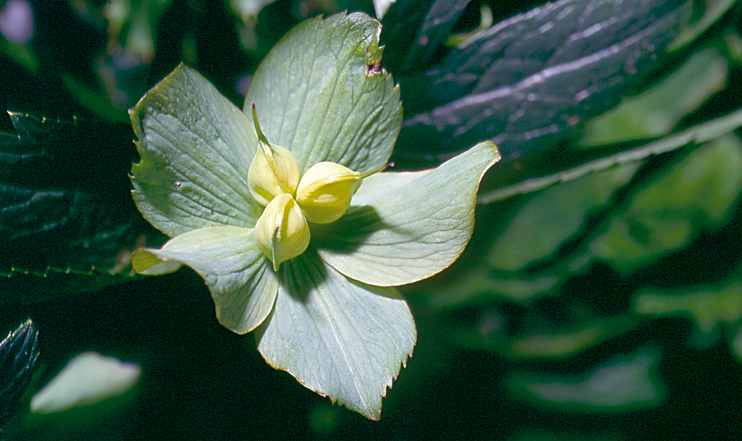 Plantes domestiquées en Normandie - La plante à « herber les veaux »