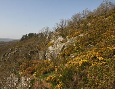 La végation sauvage sur les rochers de la Houle. Herbe de la Saint-Jean. (Photo Rodolphe Corbin © Patrimoine Normand)