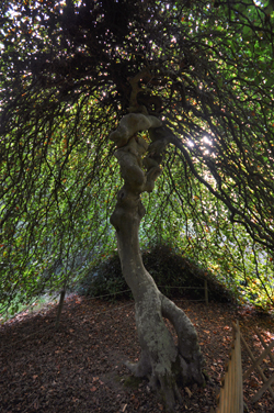  Hêtre Tortillard à l'arboretum du domaine d'Harcourt (Photo Rodolphe Corbin © Patrimoine Normand).