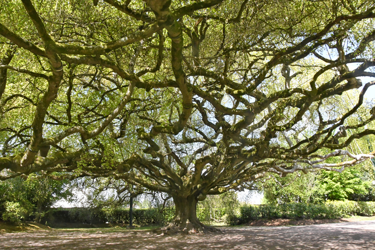 Le jardin botanique de Bayeux