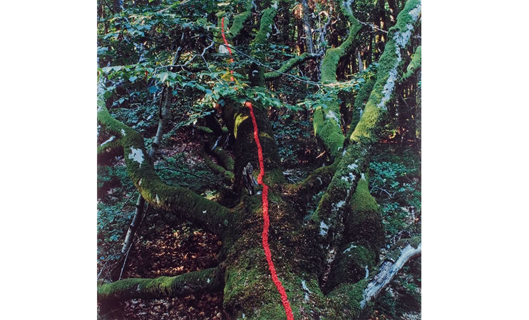 Hêtre tombé, baies de sureau rouge, 1988, Photographie, Achat à la Galerie Claire Burrus, Collection FRAC Normandie, Rouen. (© NILS-UDO)