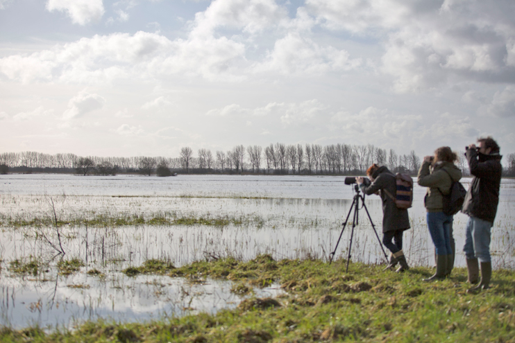 Cotentin et Bessin : où voir les marais blancs et les oiseaux migrateurs cet hiver ?