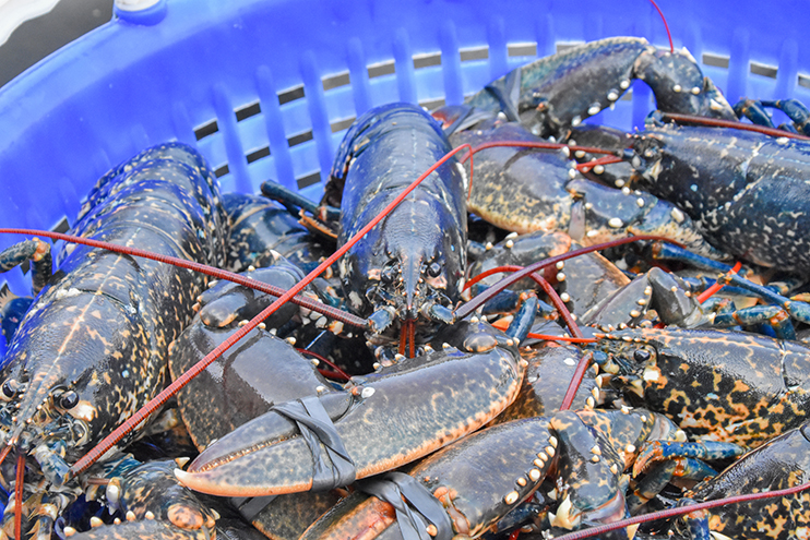 La pêche au homard en Normandie – Une tradition millénaire