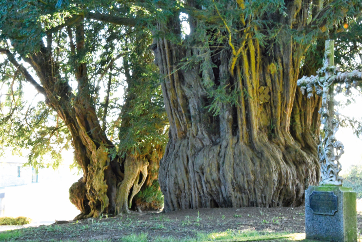 L'If : ce Normand méconnu - un arbre millénaire