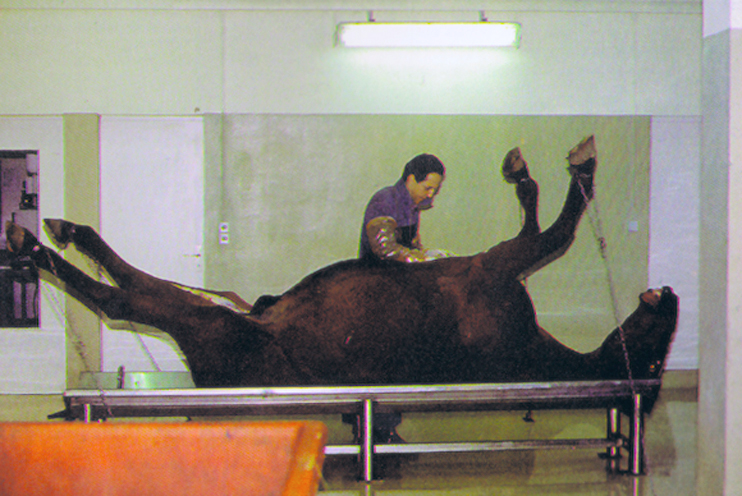 L'Institut de Pathologie du Cheval