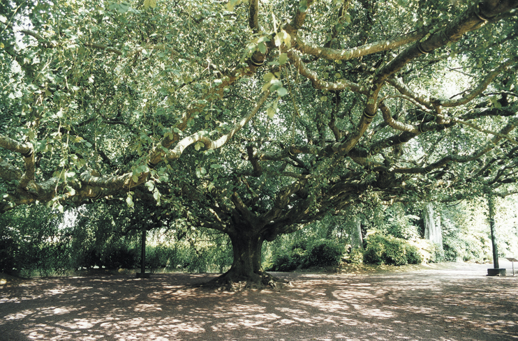 Bayeux : jardin botanique et monument historique !