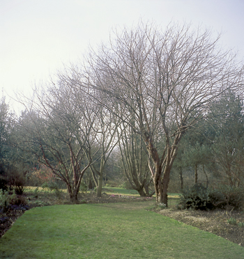 Les jardins de Bellevue sont aussi de vastes aires vallonnées et gazonnées, ouvertes sur la forêt d’Eawy. (Photo Olinda Longuet © Patrimoine Normand.)