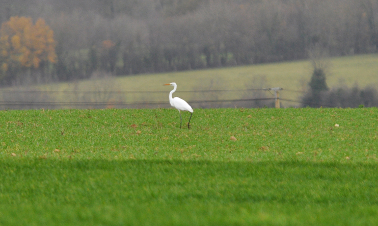 Oiseaux de Normandie - GONm