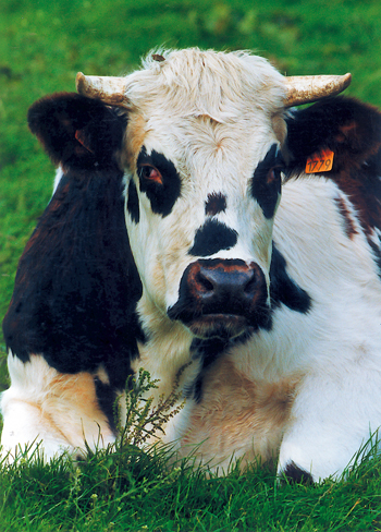 La race bovine normande - Comment la reconnaître ? (Photo Eric Bruneval © Patrimoine Normand.)