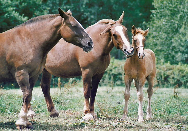 Le cob normand : renaissance d’une race