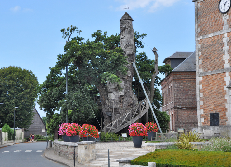 Le chêne d'Allouville est né avec la Normandie