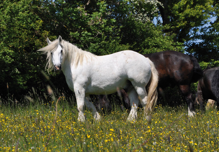 Le Percheron