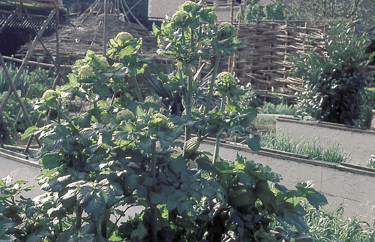 Plantes domestiquées en Normandie - Le maceron : légume médiéval