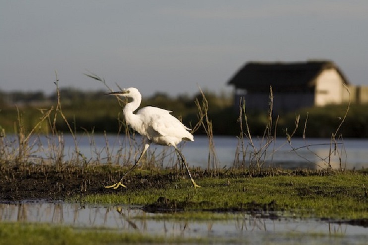 L'hiver au marais du Cotentin et du Bessin