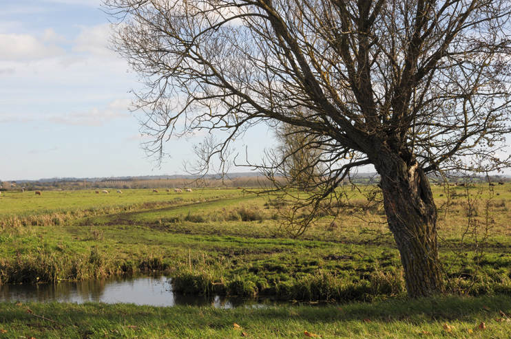 Les marais de la Dives - Terre d’élevage, terre de chasse