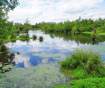 Le marais du Grand Hazé vu de l’observatoire, face aux « trous du diable ». (© Mireille Thiesse)