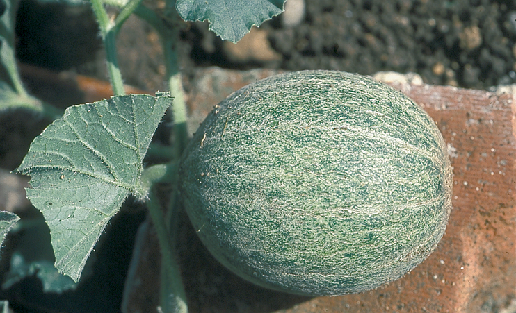 À la recherche du melon de Honfleur