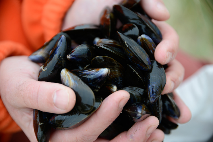 La moule de bouchot