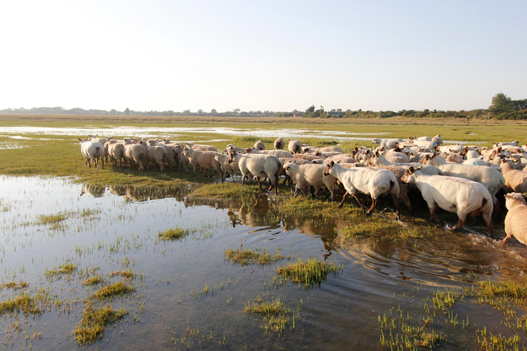 Mouton de l'Avranchin, race en péril