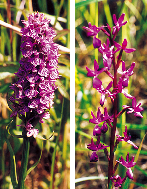  De gauche à droite :  Orchis maculata entouré de roseaux ; Orchis laxiflora (Photos Alexandre Vernon © Patrimoine Normand.)