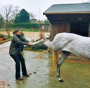 Anne-Sophie effectue ici un geste spectaculaire (mais non violent, car respectueux des mouvements naturels de l’animal) qui soulagera le cheval : il reprendra dans moins d’une semaine ses activités habituelles. (Photo Thierry Georges Leprévost © Patrimoine Normand)