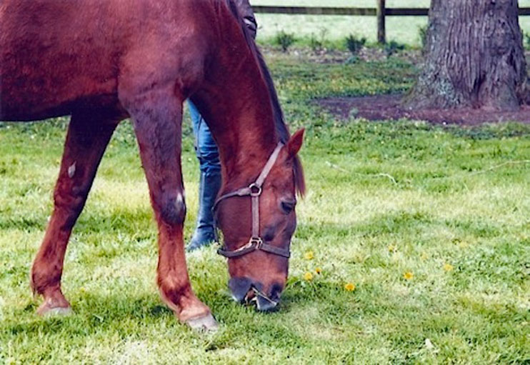 Mort de Ourasi, trotteur de légende