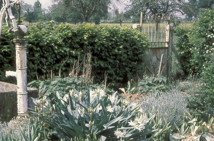 Plantes domestiquées en Normandie - Au plus secret des jardins