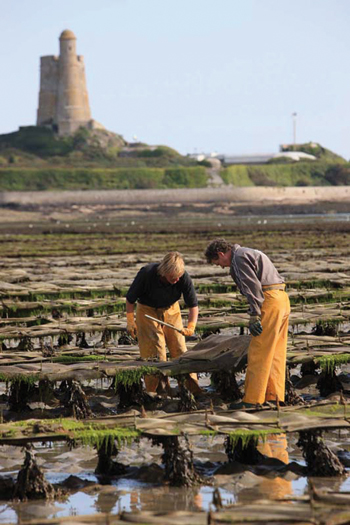 Les parcs à huîtres de Saint-Vaast la Hougue (CRC Normandie Mer du Nord - © Jérôme Houyvet).