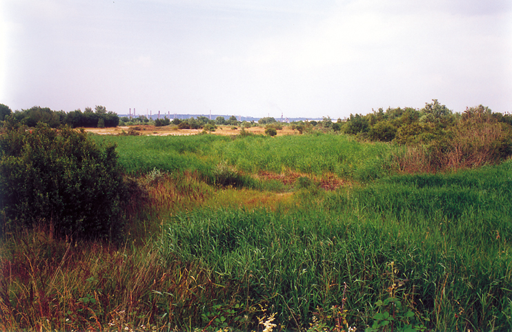 Les orchidées sauvages de l’estuaire de la Seine