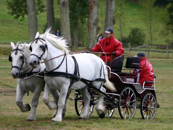 Attelage de percherons au haras du Pin (DR).