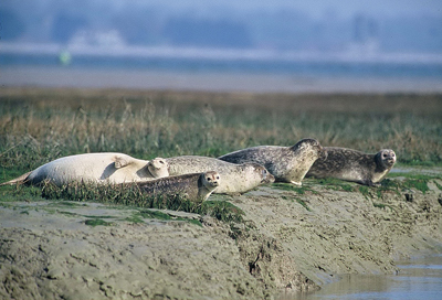 Phoques veaux-marins (Phoca vitulina) au repos en bordure d’une prairie salée. (© François Mordel)