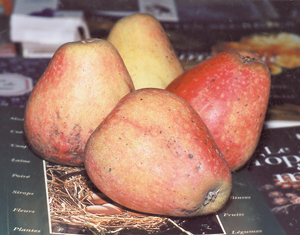 « Pigeon Rosa » : en forme de poire. Fruit d’excellente qualité au goût sucré. (Photo Alexandre Vernon © Patrimoine Normand.)