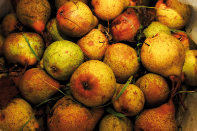 Trente variétés de poires pour un poiré domfront, fruit d’une tradition et d’un savoir-faire dignes d’une AOP. (© Jean-Luc Péchinot)