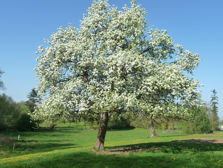 Poirier à Mantilly. (© Christiane Rivière)