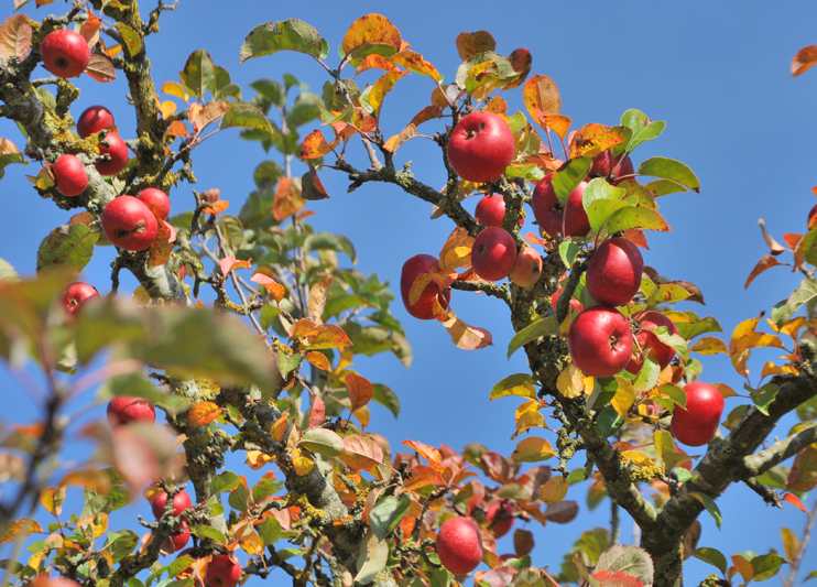 Le pommier dans le verger normand. (Photo Rodolphe Corbin © Patrimoine Normand.)