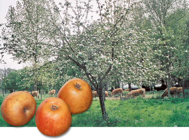 Pomme de Normandie