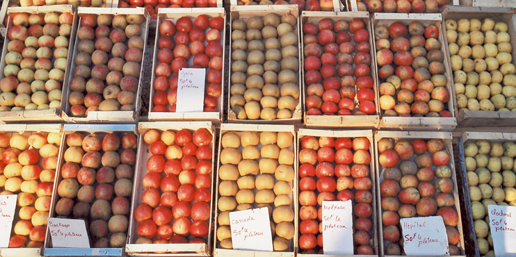 Rever, Boskoop, Melrose, Hôpital, Clocharde, Ah ! les belles pommes de chez nous ! (Photo Alexandre Vernon © Patrimoine Normand.)