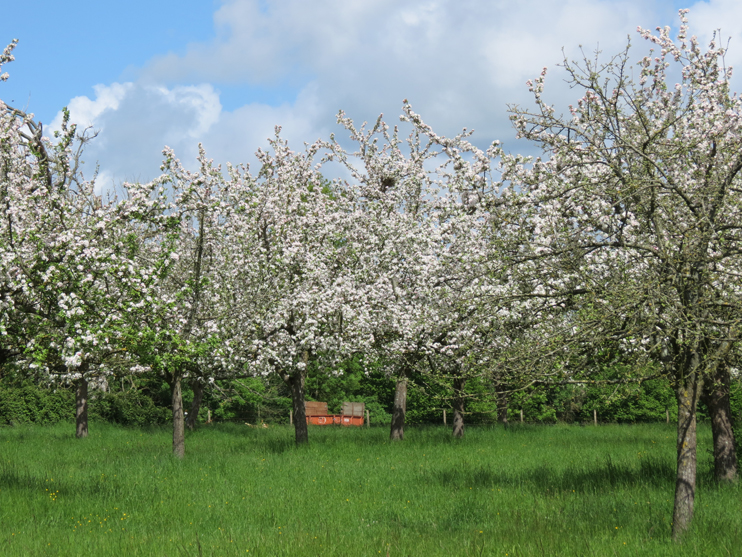 Au printemps, pommiers en fleur dans le pays d'Auge (© Stéphane William Gondoin).
