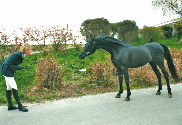 Saint-Lô : éphémère capitale du Cheval